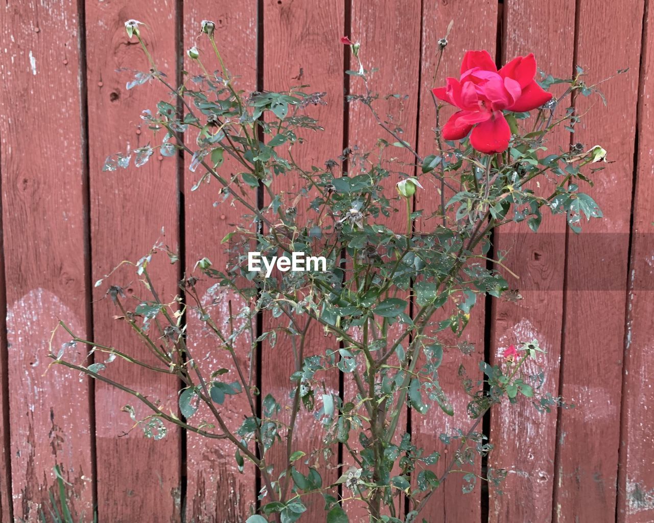 CLOSE-UP OF PINK ROSES ON PLANT AGAINST FENCE