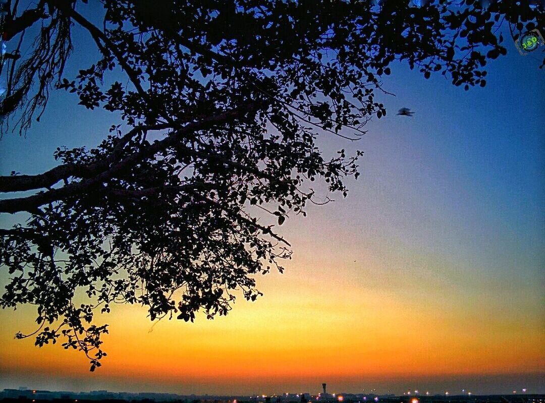 TREES AT SUNSET