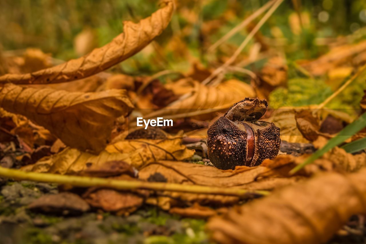 Close-up of chestnut and leaves fallen on field