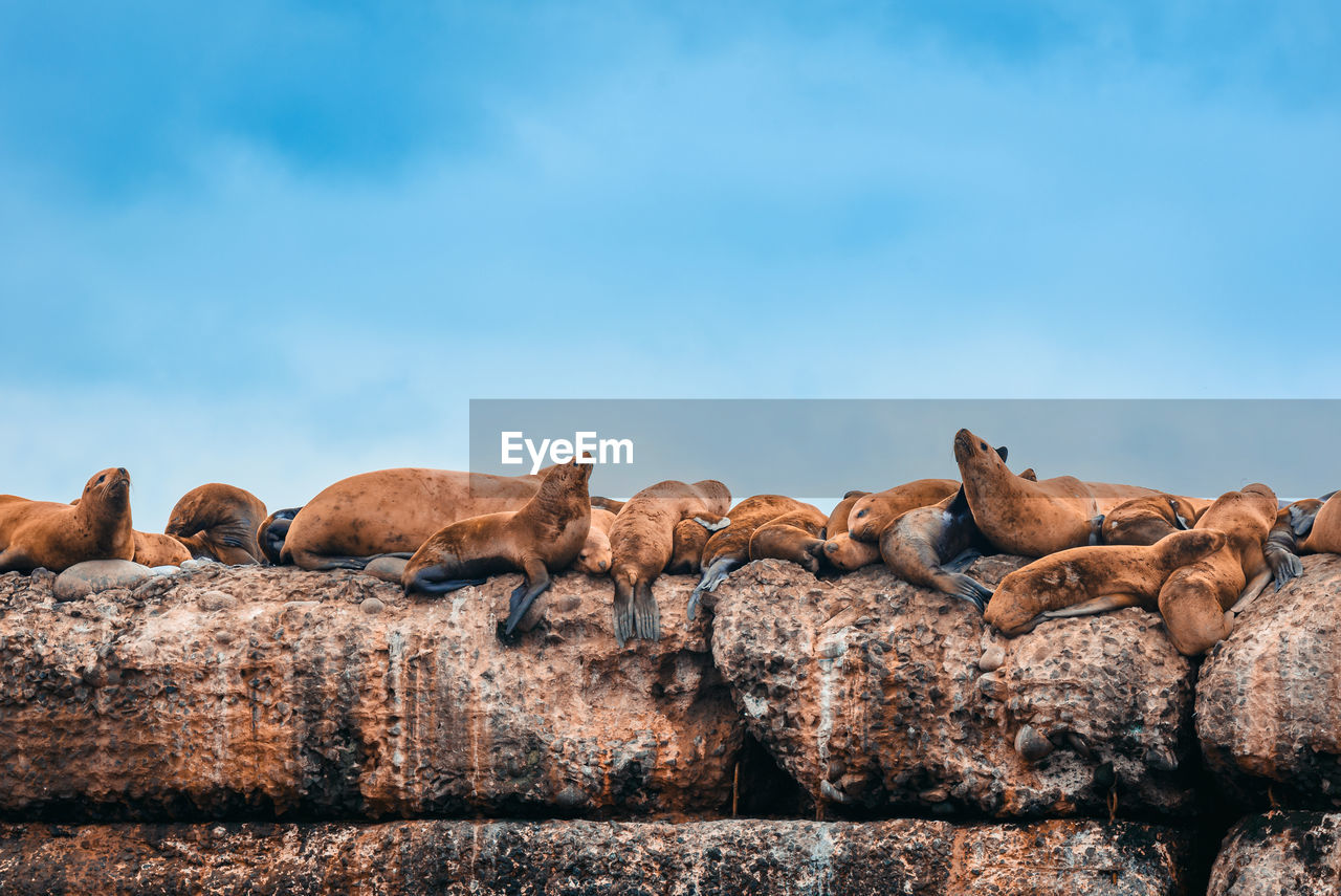 VIEW OF ANIMAL ON ROCK