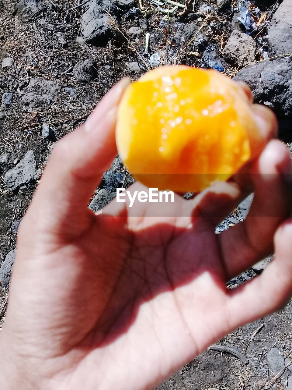 CLOSE-UP OF HAND HOLDING FRUIT