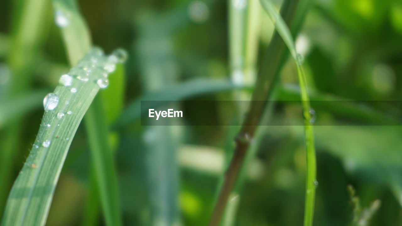 RAINDROPS ON GRASS