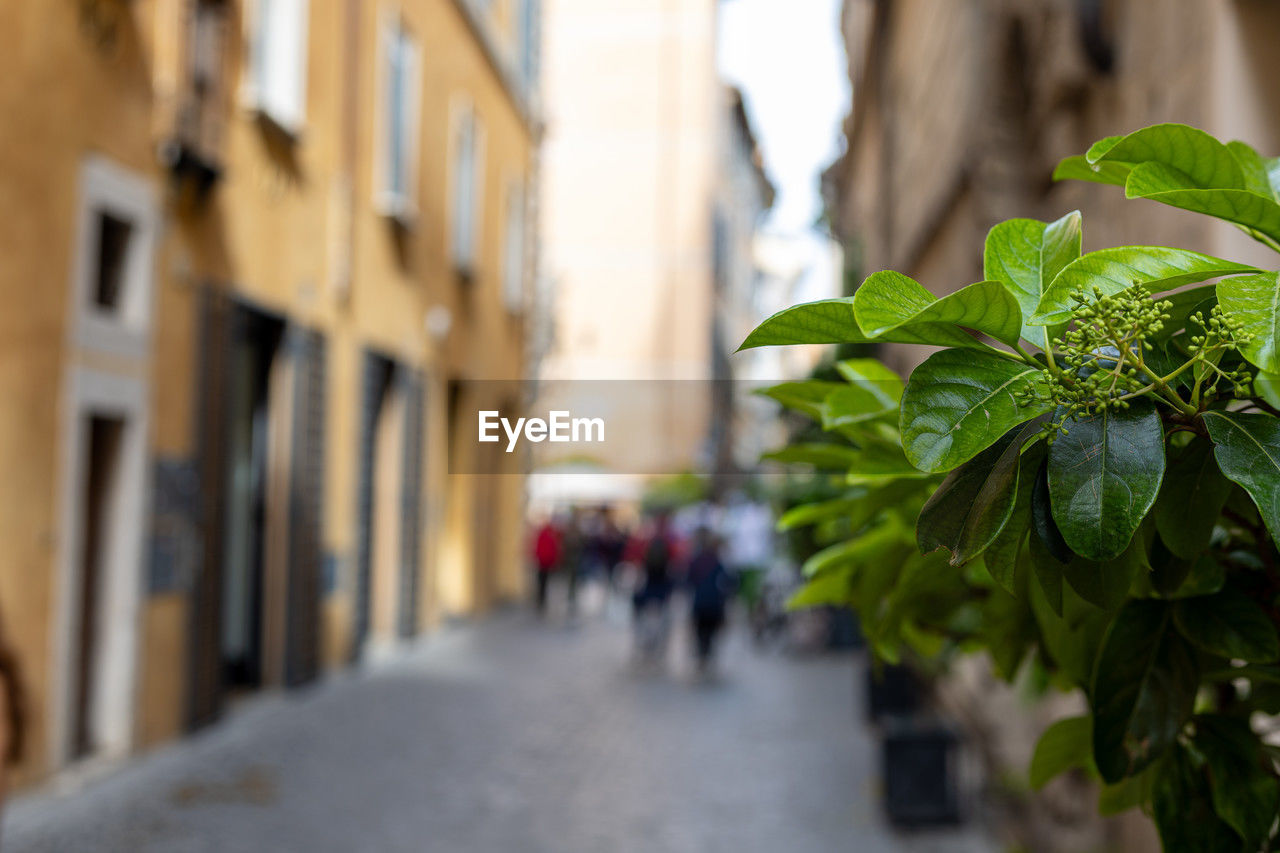 architecture, city, leaf, plant part, plant, nature, building exterior, street, built structure, road, outdoors, tourism, day, building, travel destinations, city life, flower, travel, green, footpath, focus on foreground, tree, adult, residential district, business, walking, alley