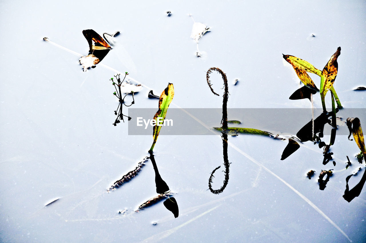 HIGH ANGLE VIEW OF BIRDS IN LAKE