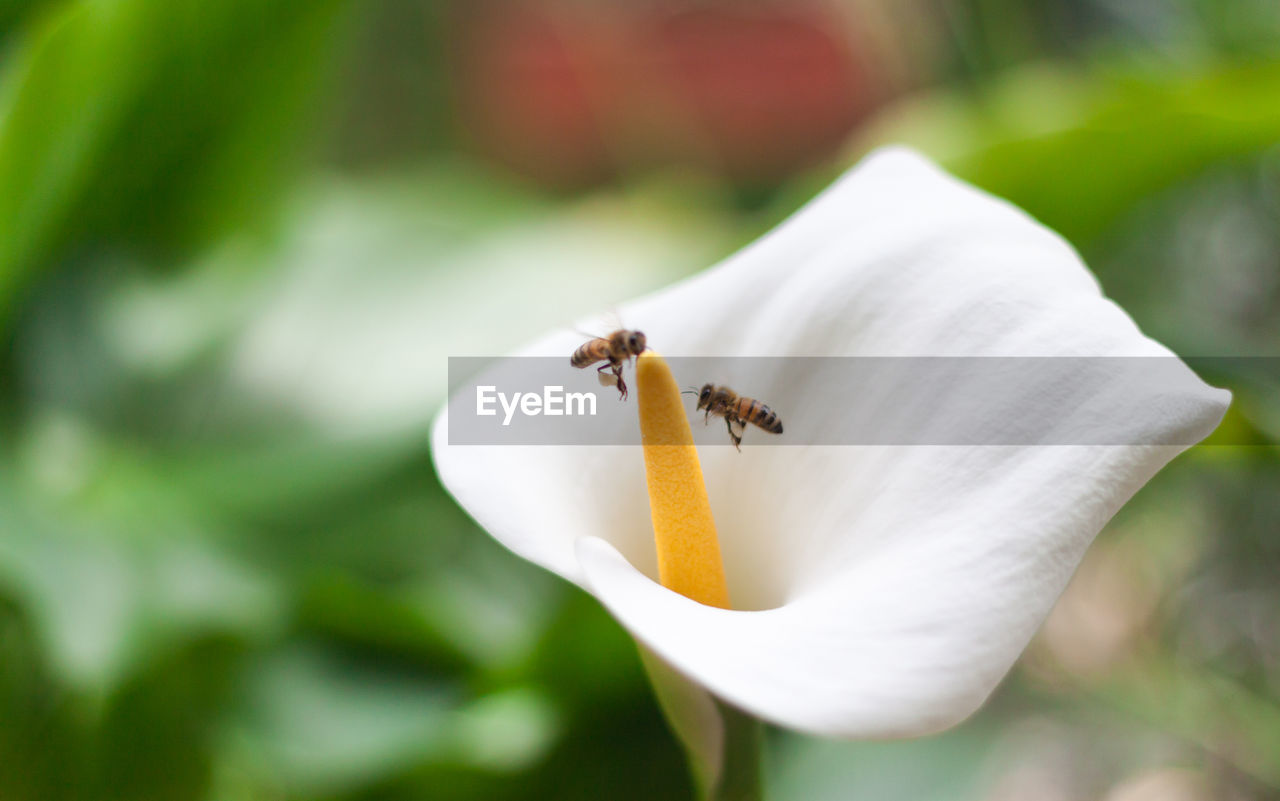 CLOSE-UP OF HONEY BEE ON FLOWER