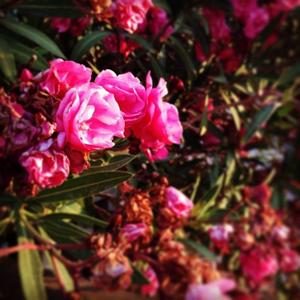 CLOSE-UP OF PINK FLOWERS