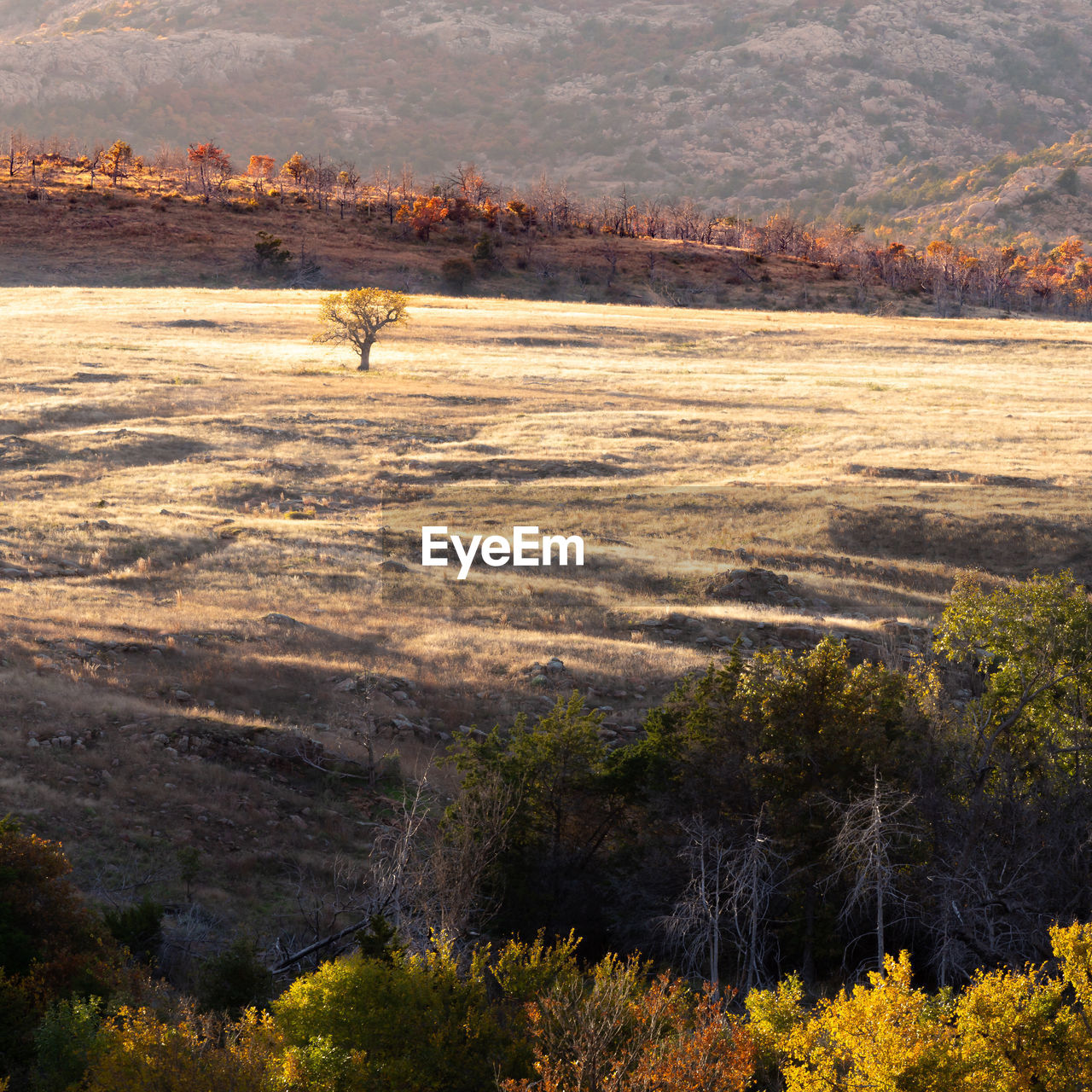 VIEW OF A FOREST