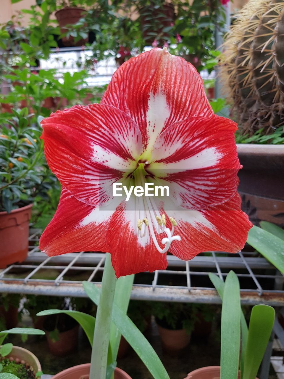 CLOSE-UP OF FRESH RED FLOWER BLOOMING IN GARDEN