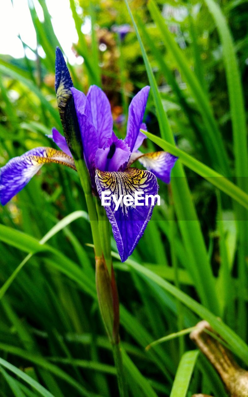 CLOSE-UP OF PURPLE IRIS FLOWER