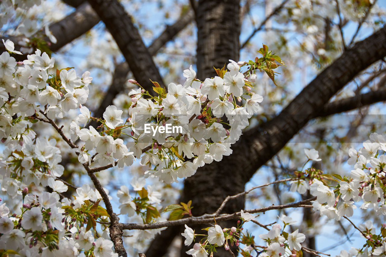 Low angle view of cherry blossoms in spring