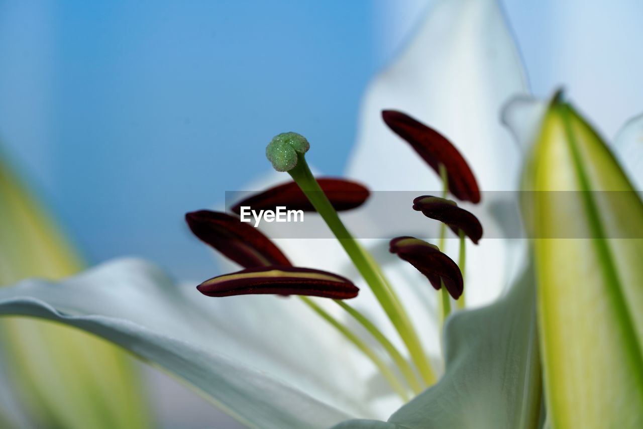 Close up view on lilium candidum flower bud in light