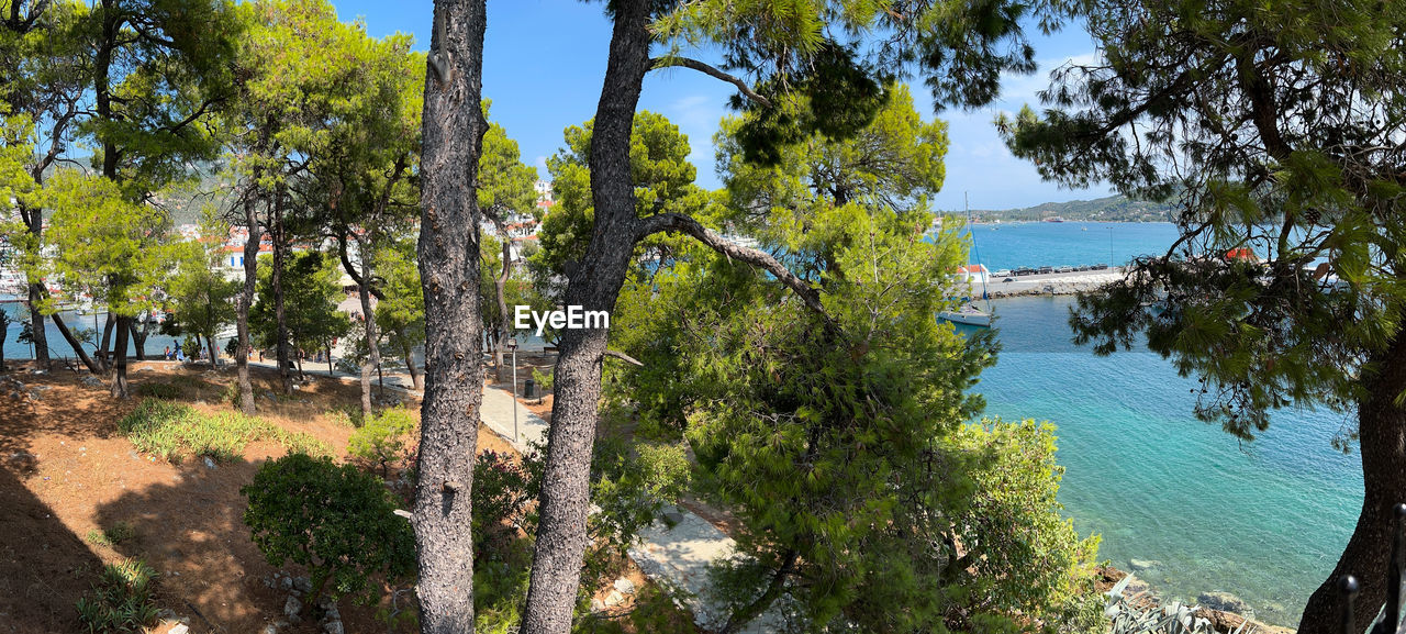 tree, plant, water, nature, beauty in nature, tranquility, land, scenics - nature, growth, day, sea, no people, tranquil scene, beach, sky, sunlight, panoramic, outdoors, non-urban scene, travel destinations, green, travel, idyllic, tourism, tree trunk, trunk