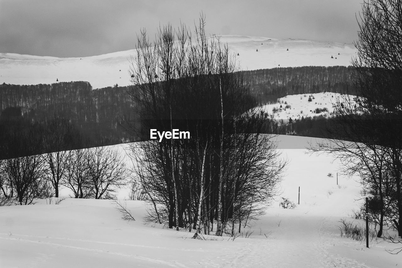 TREES ON SNOW COVERED LAND