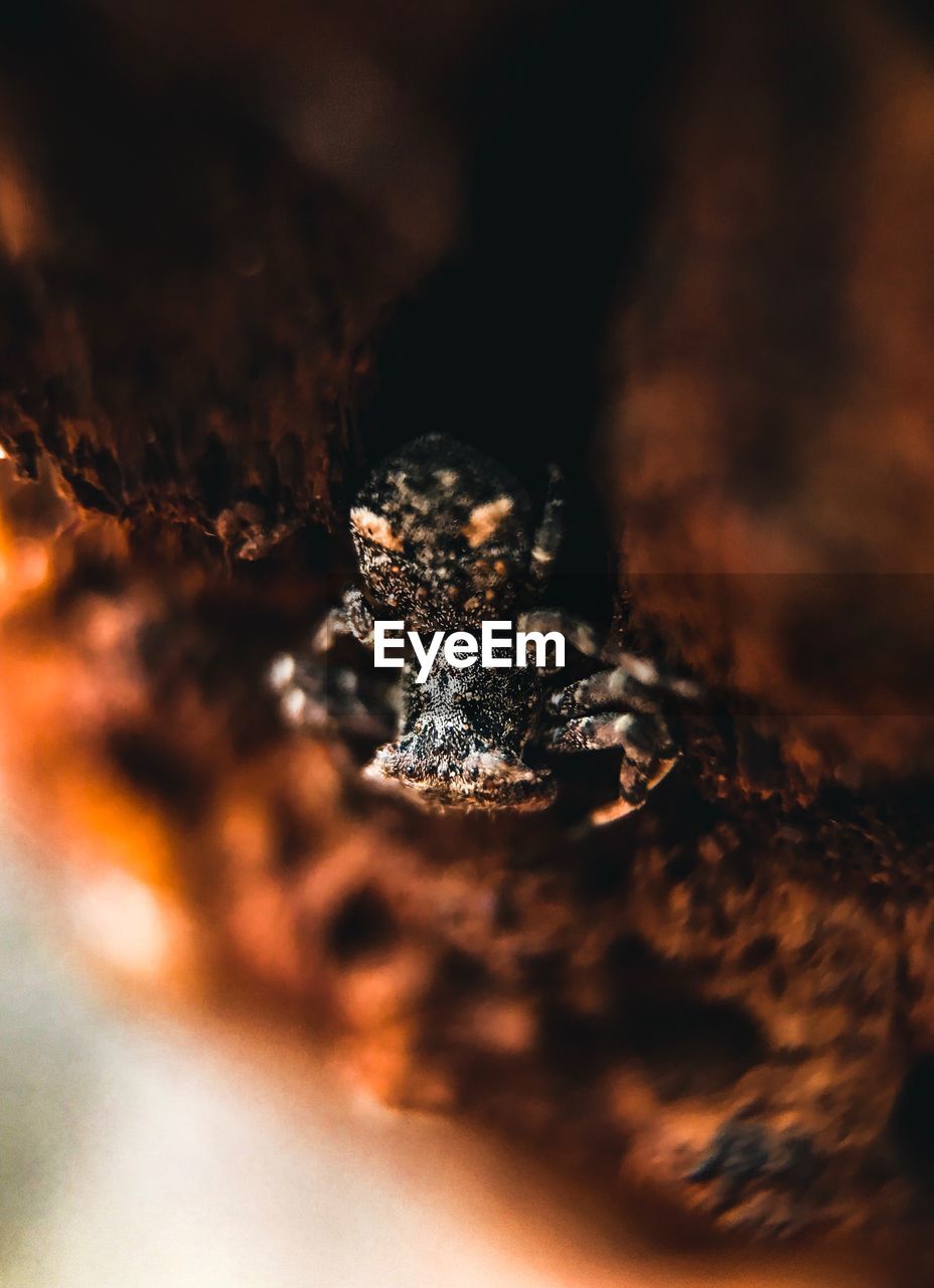 Close-up of spider on rock