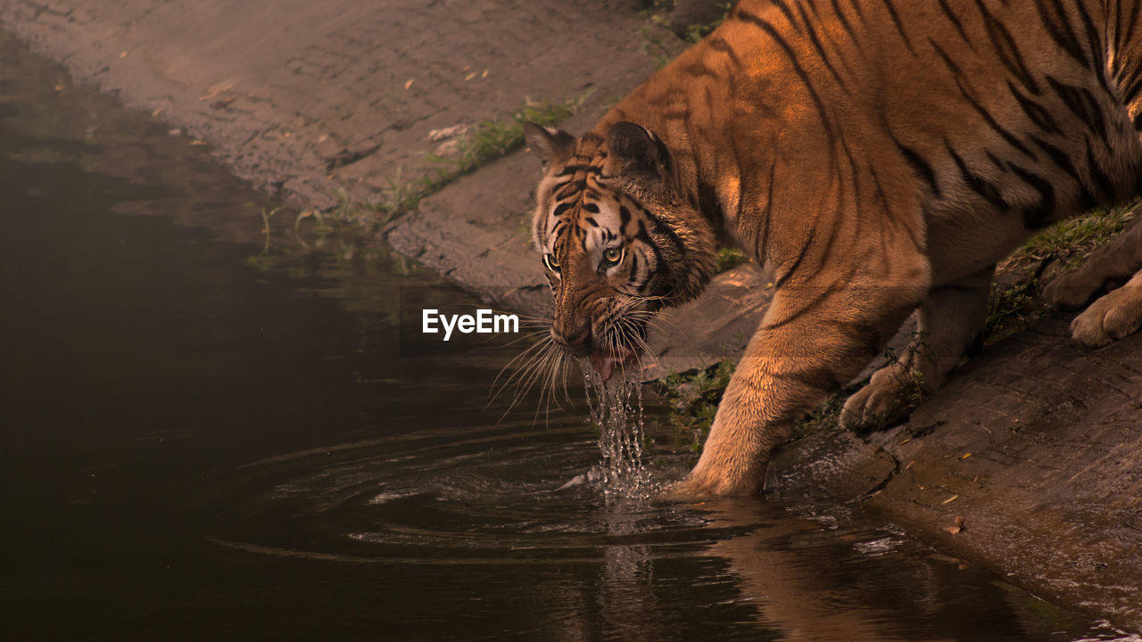 Tiger drinking water