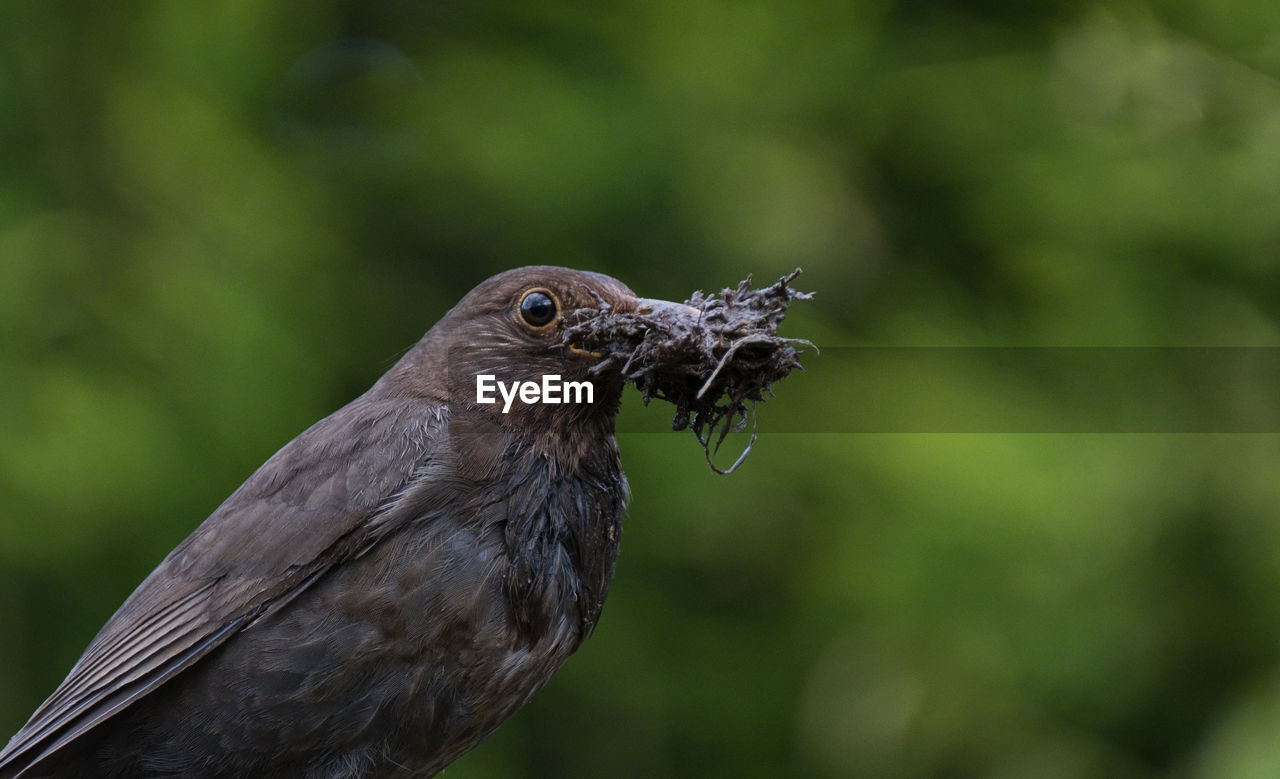 Bird holding plant in beak