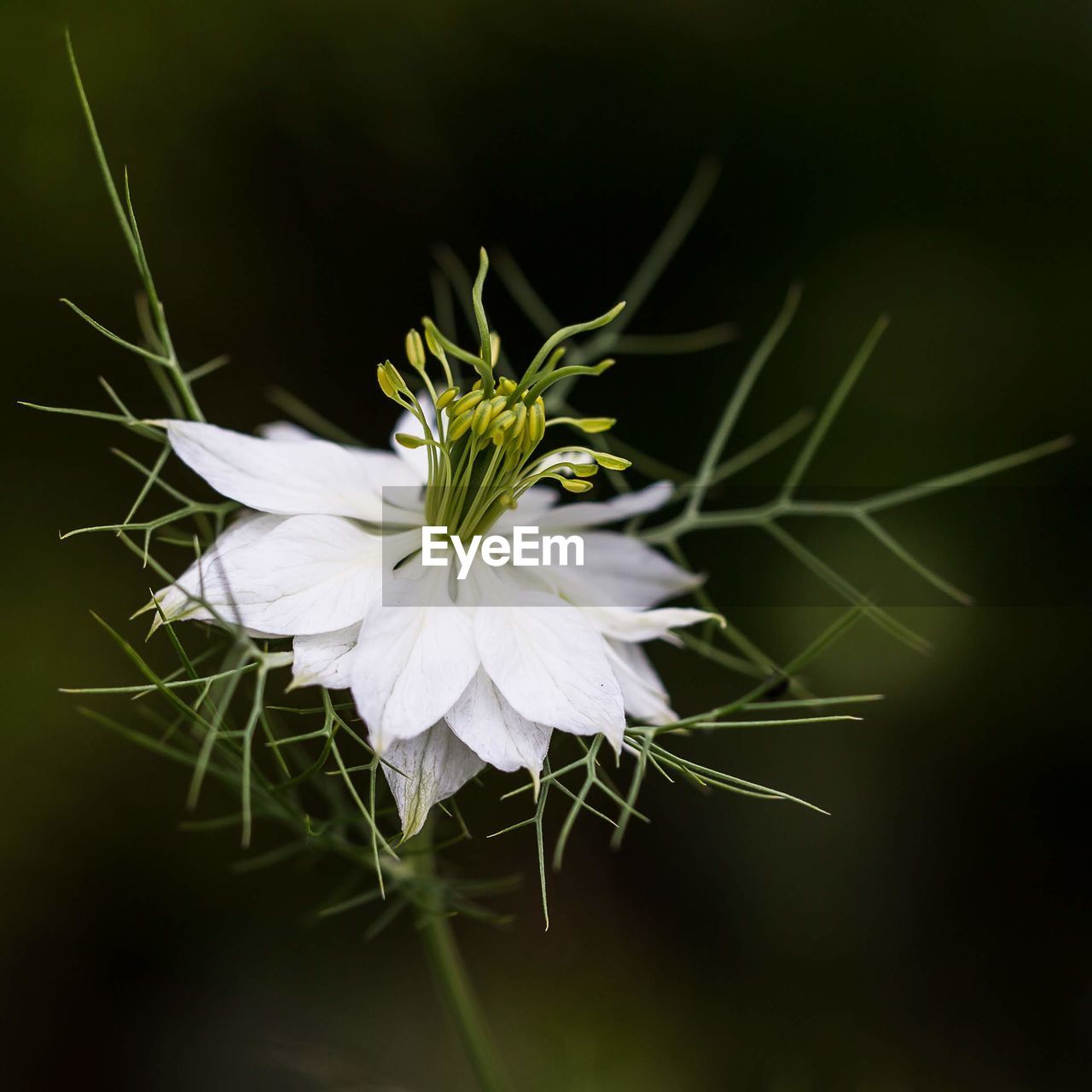 Close-up of white flowering plant