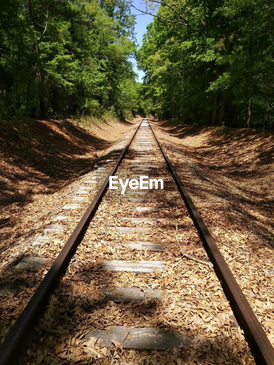 RAILROAD TRACK ALONG TREES