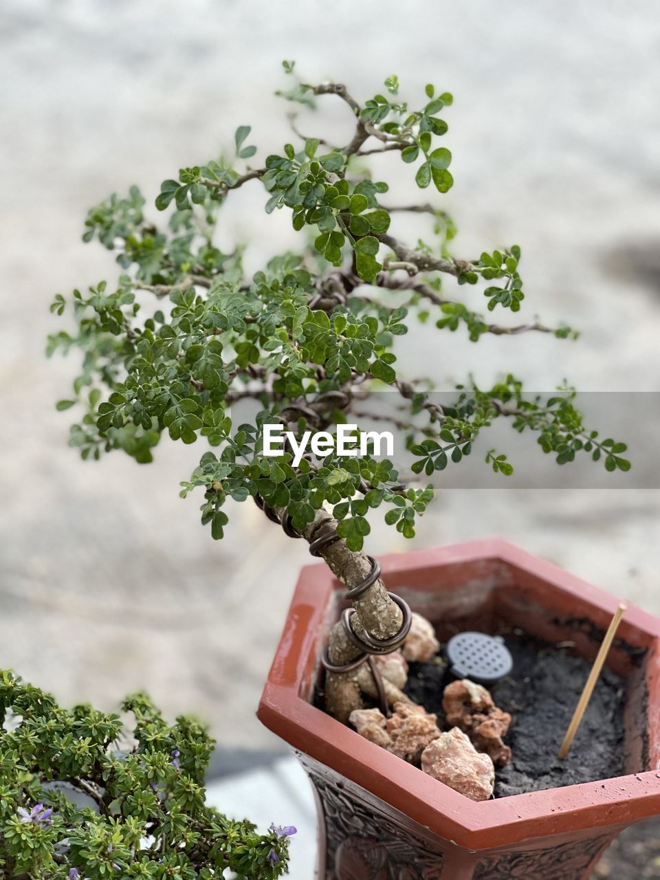 HIGH ANGLE VIEW OF POTTED PLANT AGAINST TREES