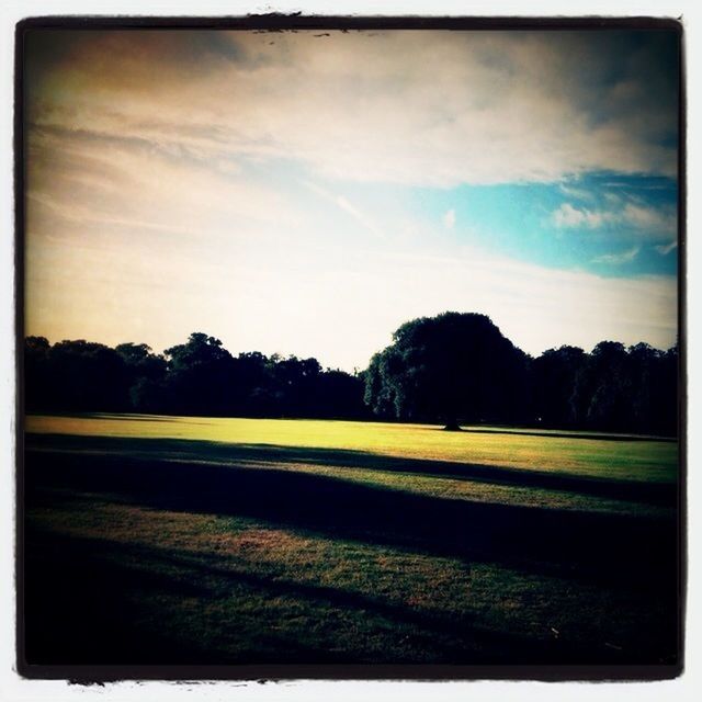 TREES ON FIELD AGAINST CLOUDY SKY