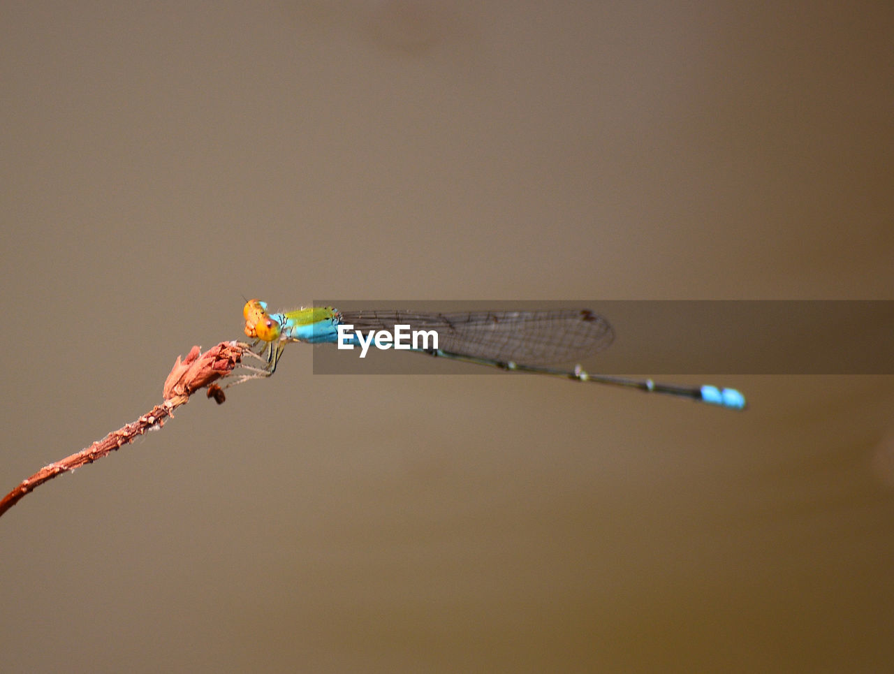 CLOSE-UP OF DRAGONFLY ON TWIGS