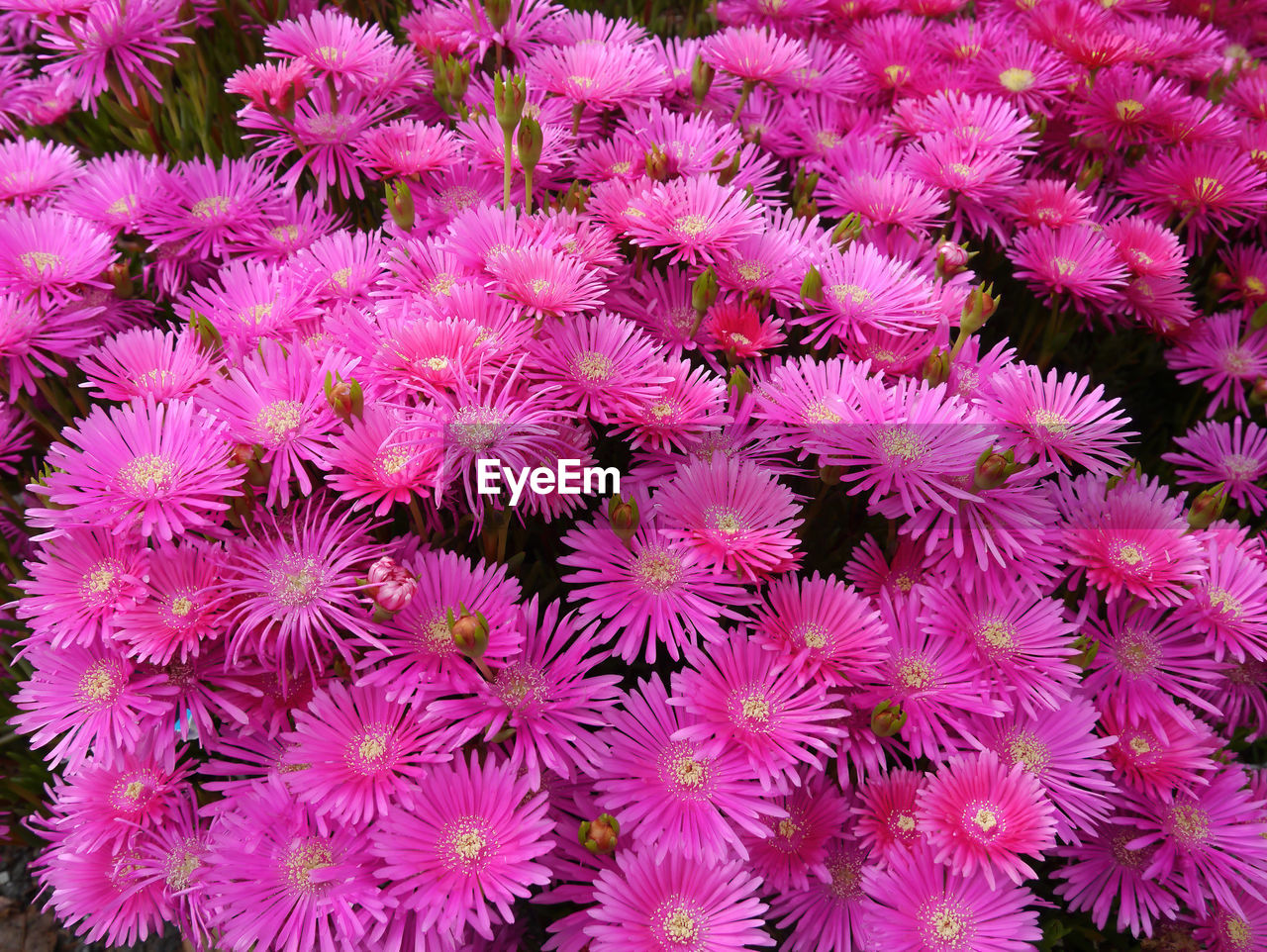 HIGH ANGLE VIEW OF PINK FLOWERING PLANTS