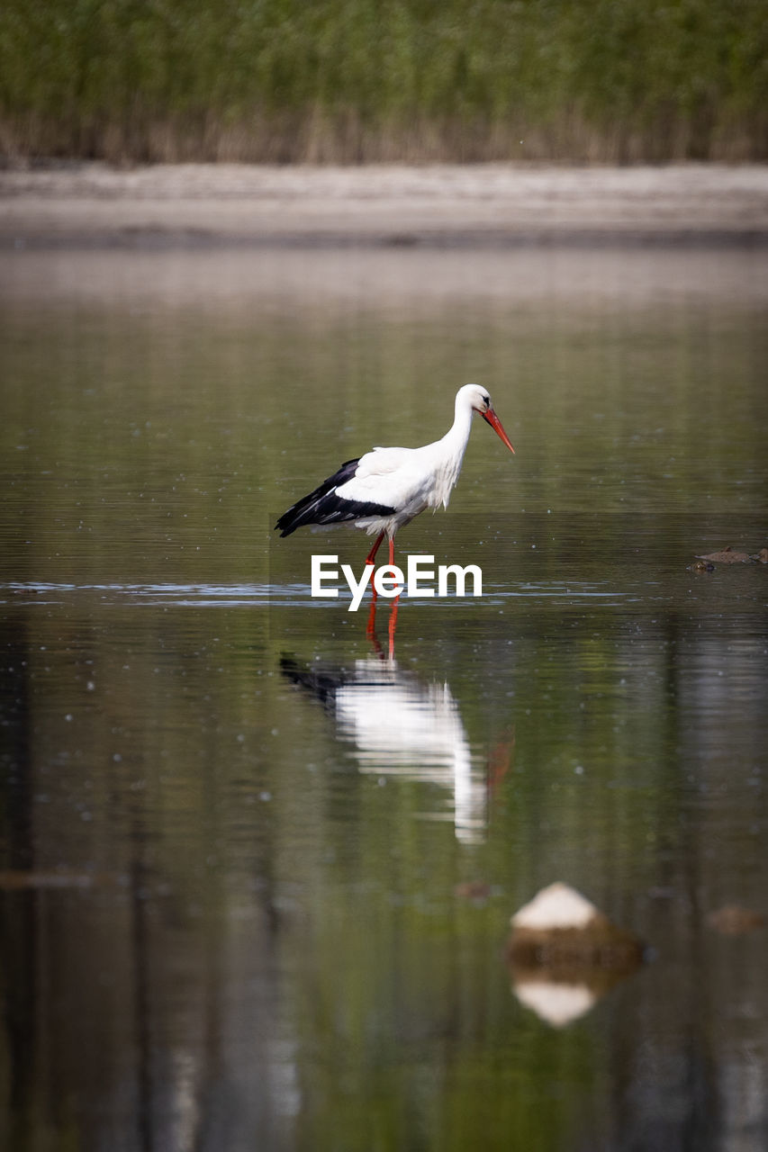 SIDE VIEW OF BIRD PERCHING ON LAKE