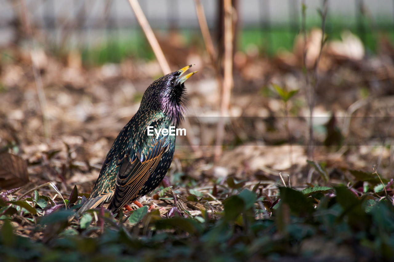 animal themes, animal, bird, animal wildlife, wildlife, one animal, nature, no people, selective focus, plant, full length, outdoors, perching, day, land, environment, side view