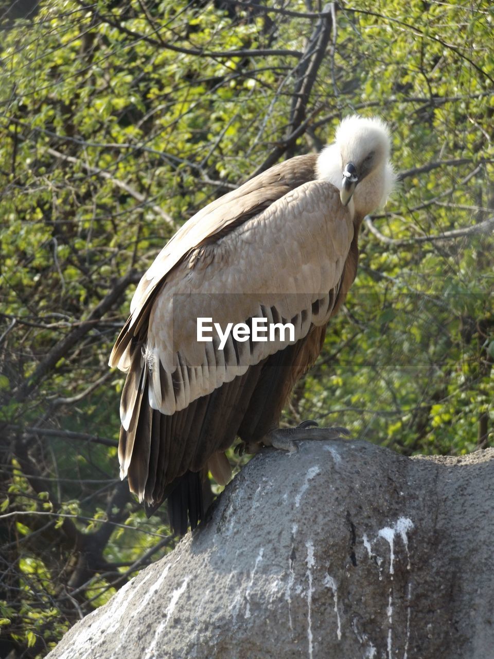 Close-up side view of bird against plants