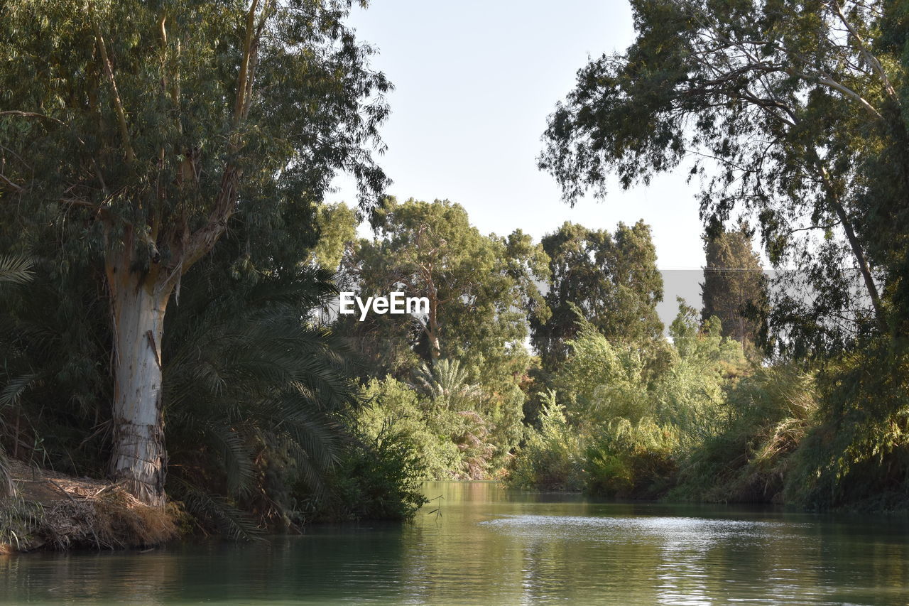 SCENIC VIEW OF LAKE AGAINST TREES IN FOREST