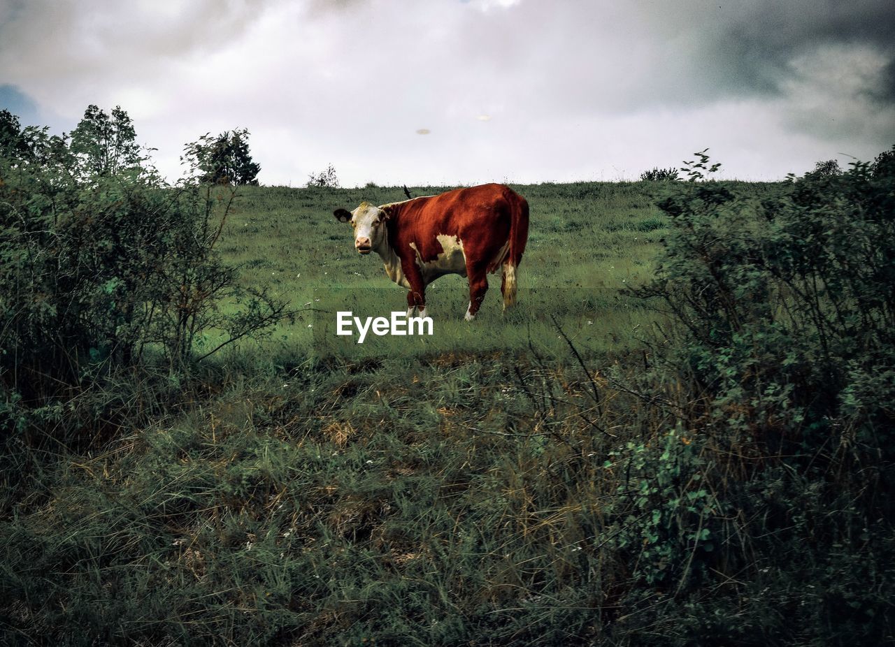 Horse standing on field