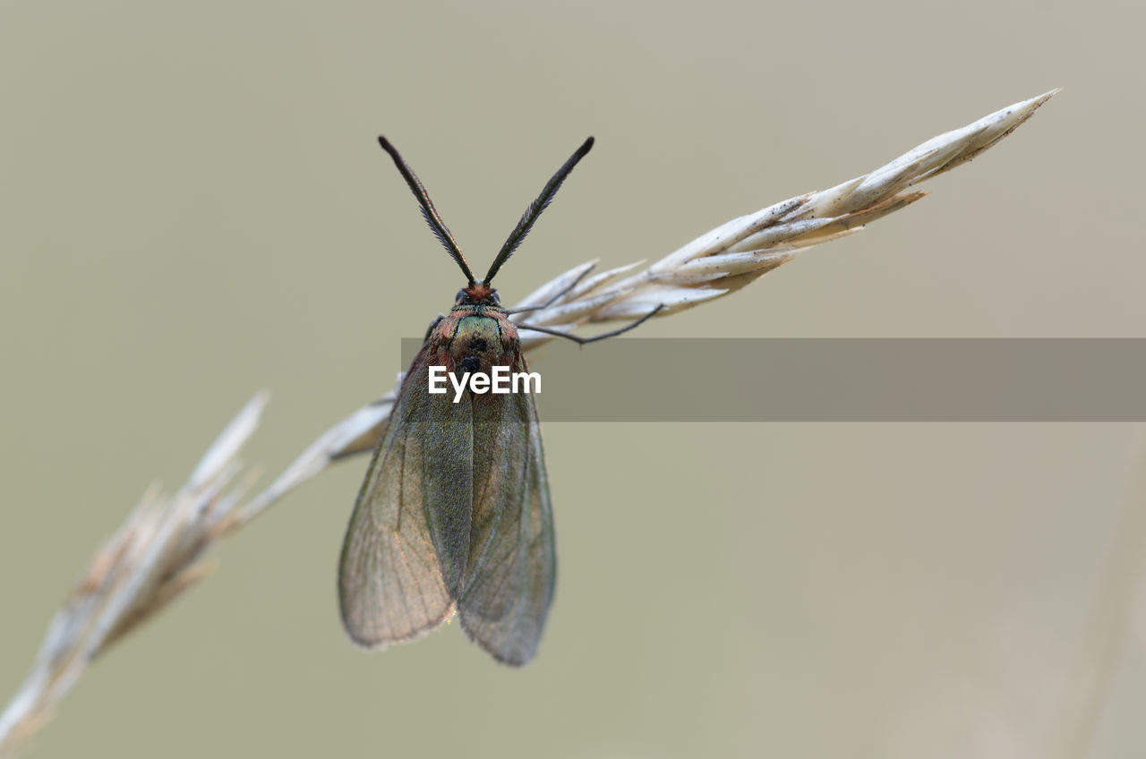 CLOSE-UP OF INSECT ON STEM