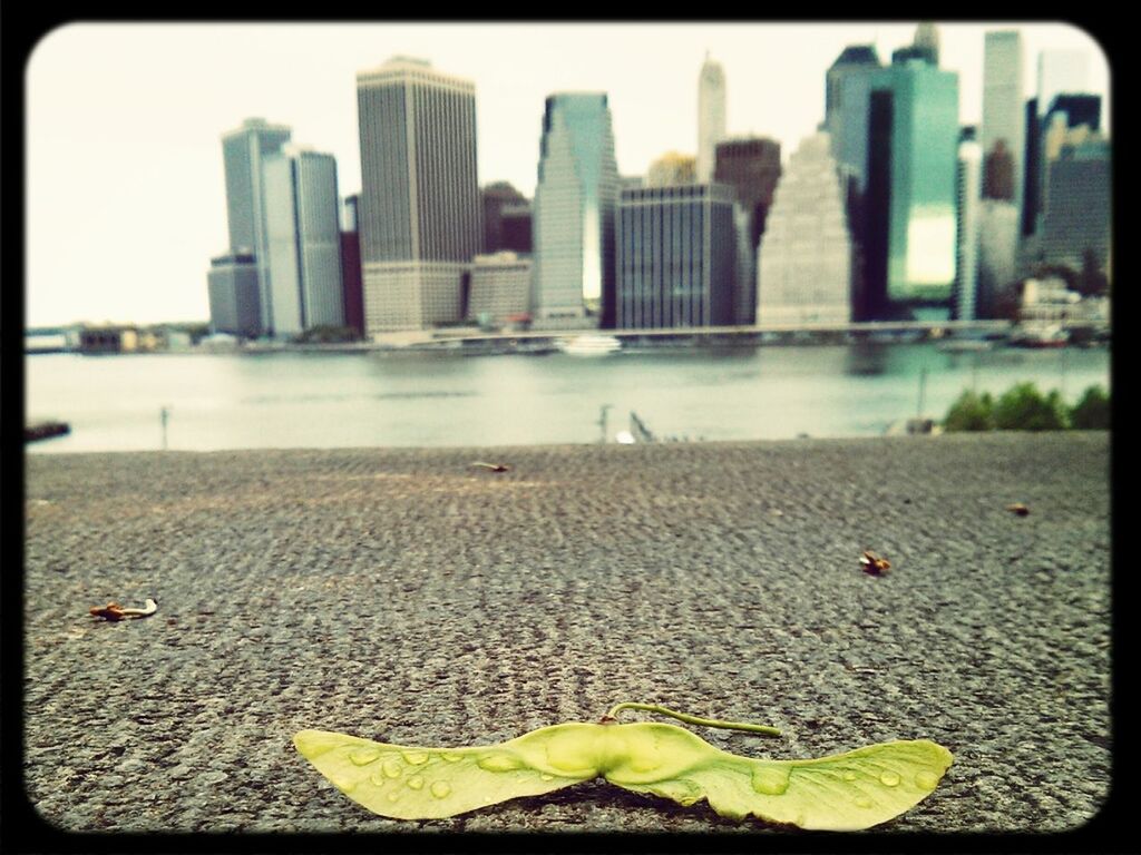 Lime tree seed and waterfront