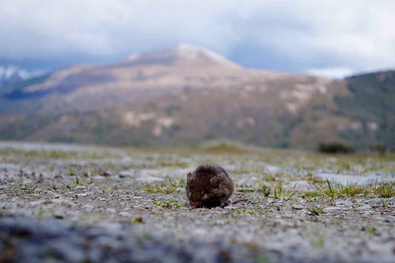 Surface level of mouse