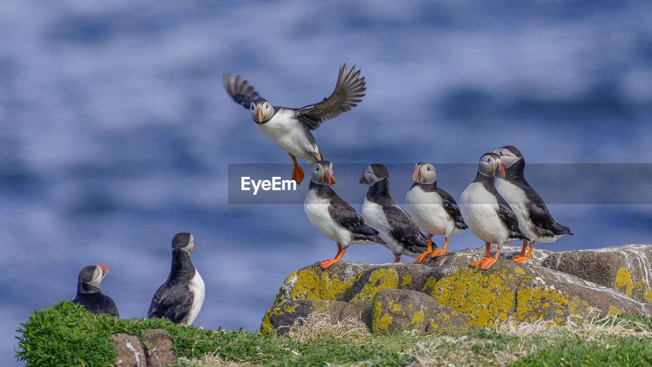 Puffins hanging out on a cliff