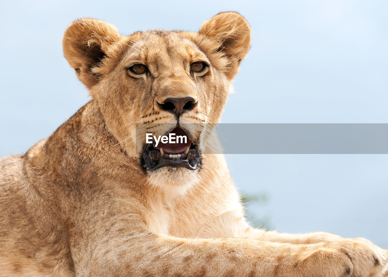 CLOSE-UP PORTRAIT OF LION