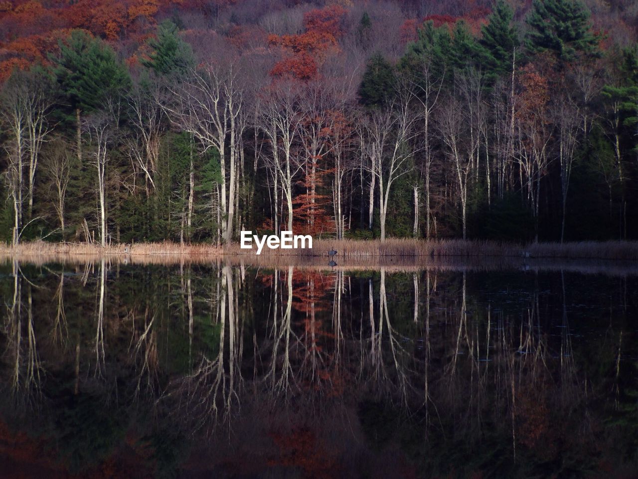 Reflection of trees in lake