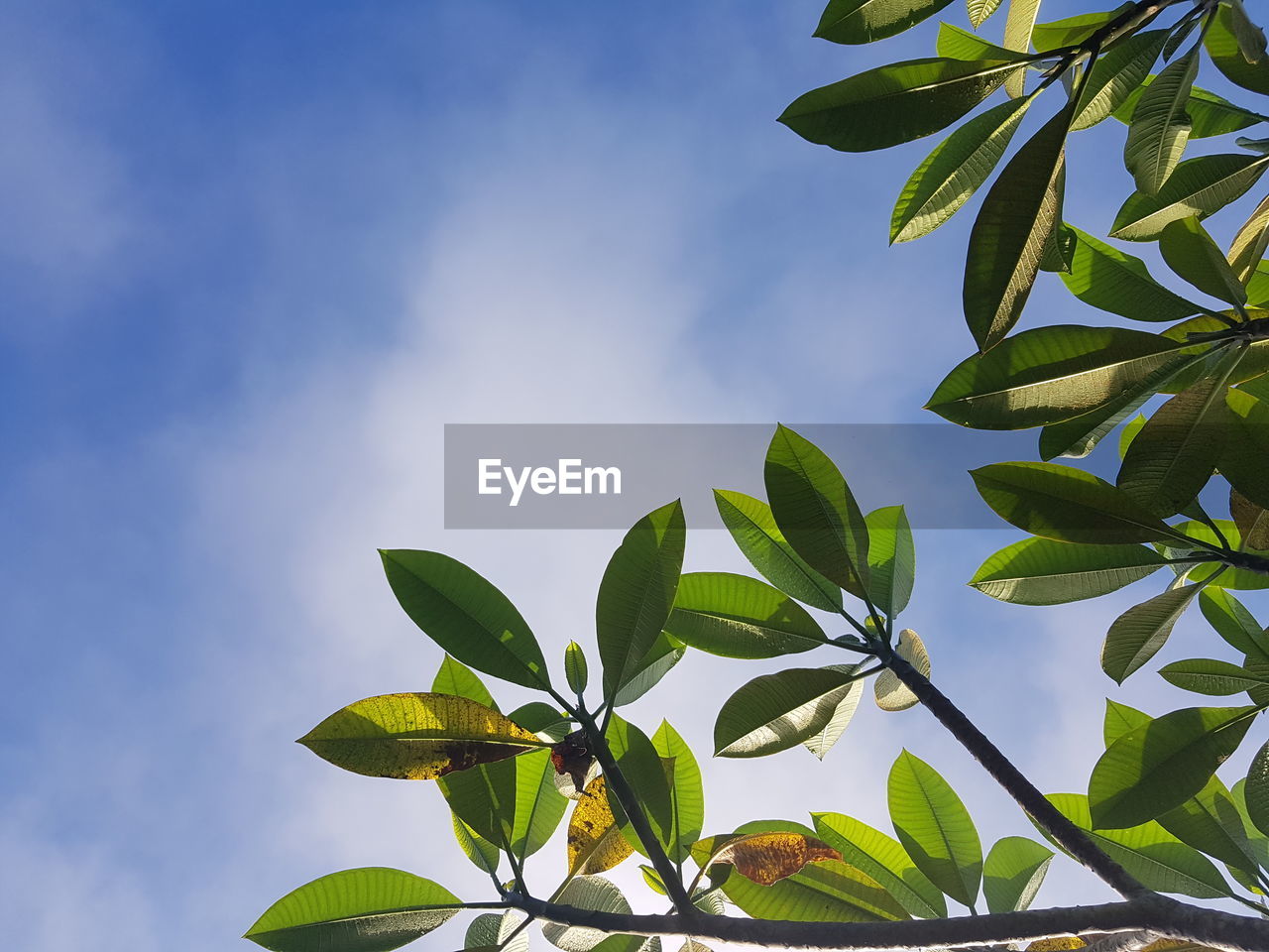 LOW ANGLE VIEW OF GREEN LEAVES ON PLANT