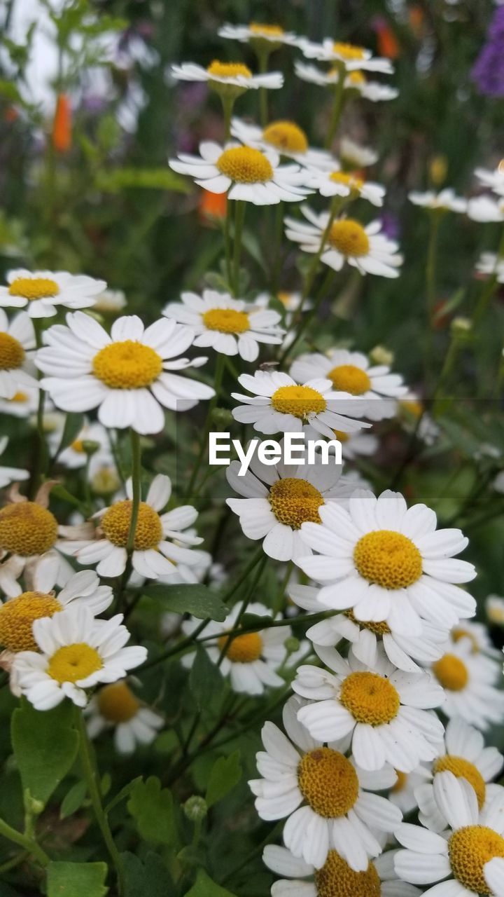 Close-up of white daisy flowers