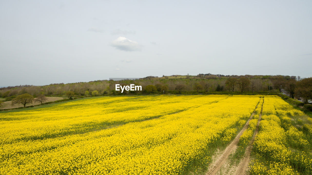 SCENIC VIEW OF FIELD