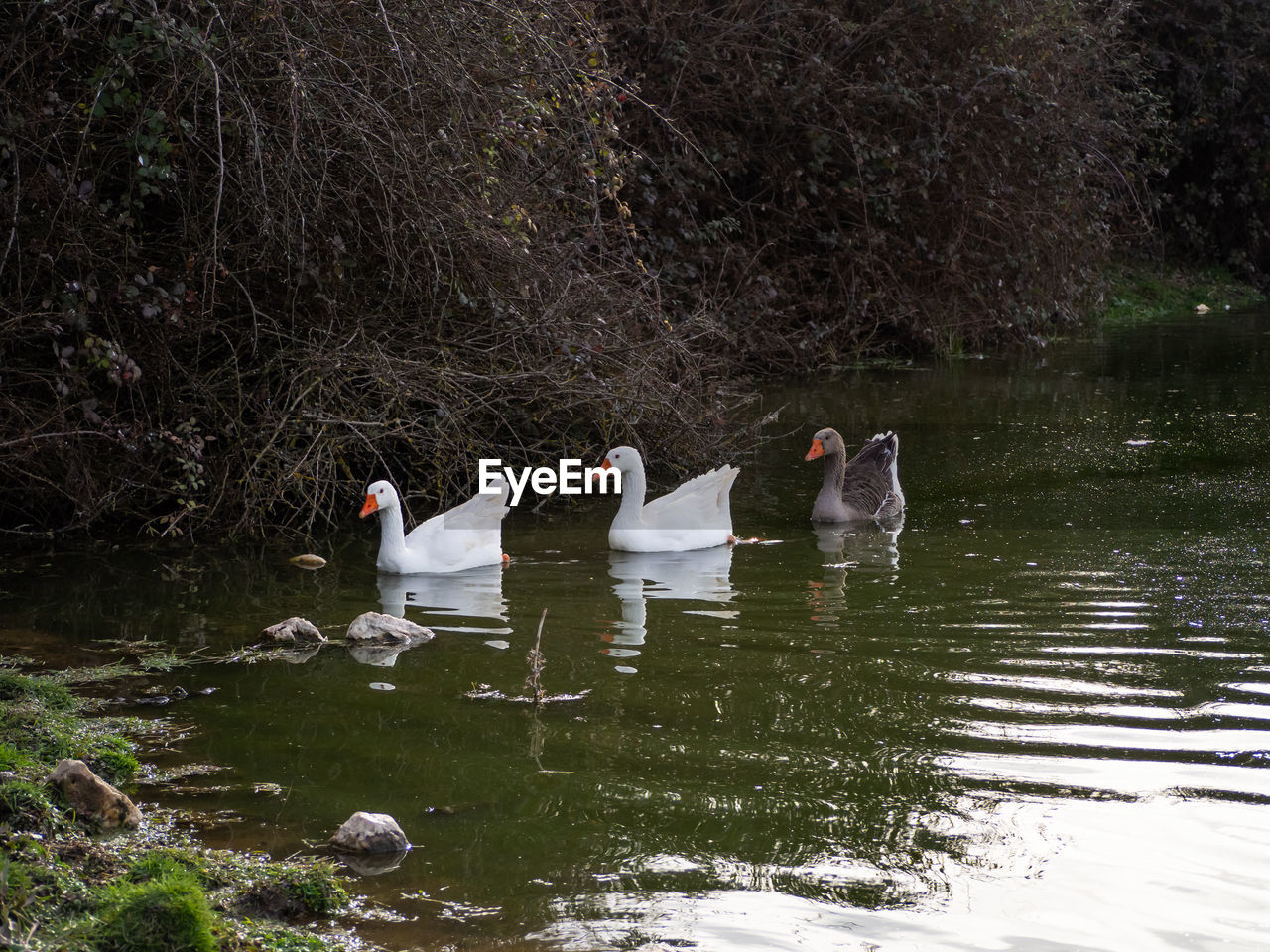 BIRDS IN LAKE