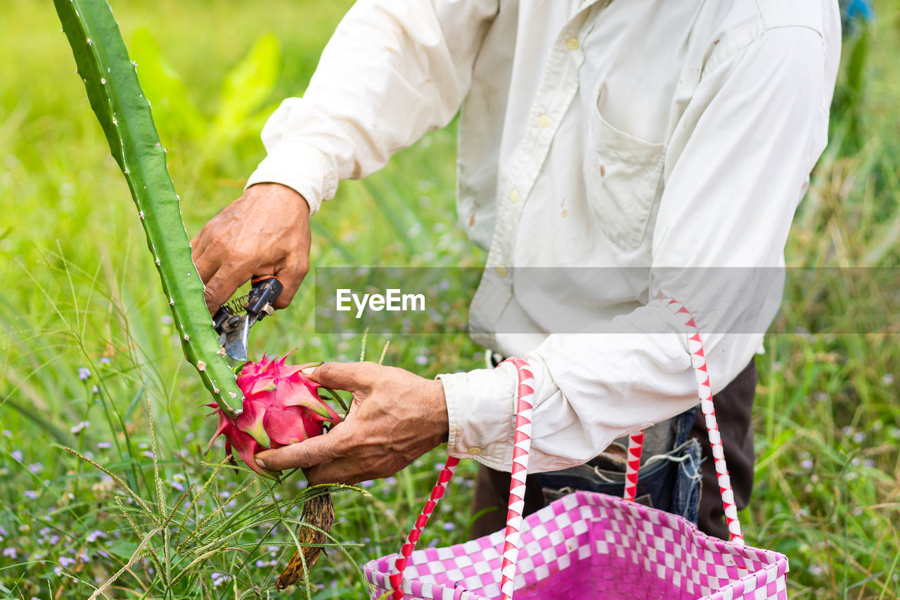 Midsection of man picking fruit