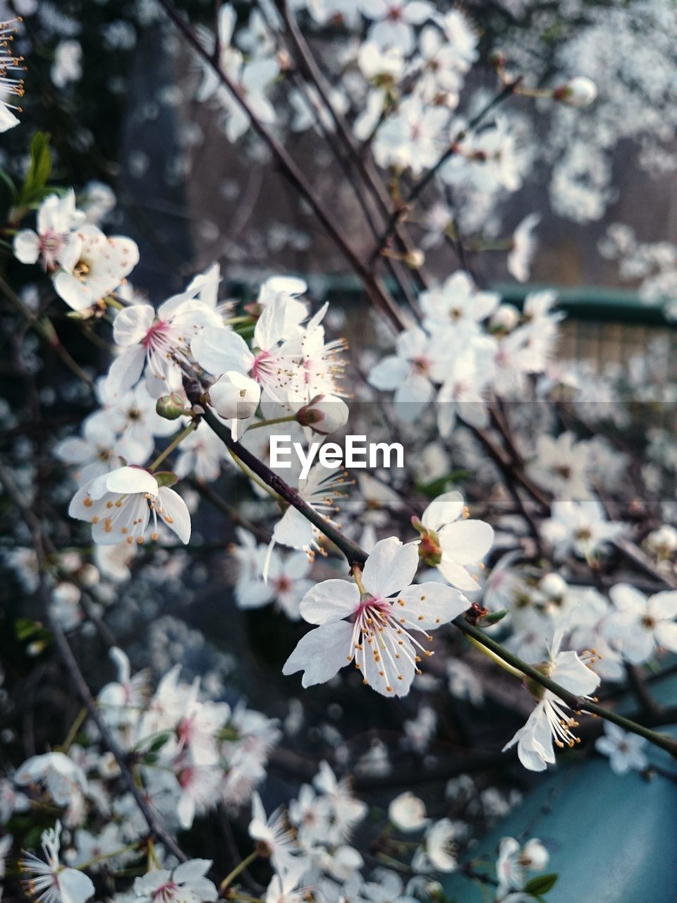 Close-up of cherry blossoms