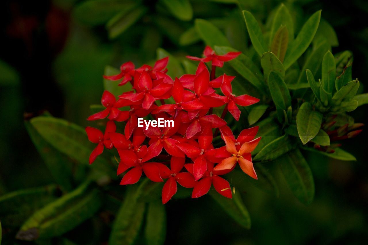 RED FLOWERS BLOOMING OUTDOORS