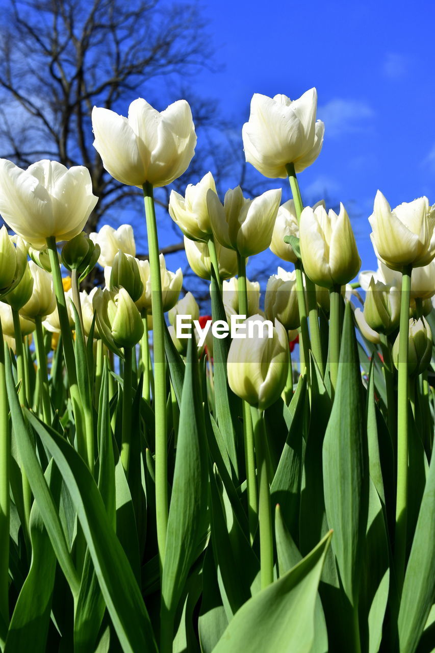 CLOSE-UP OF FLOWERS GROWING AGAINST SKY