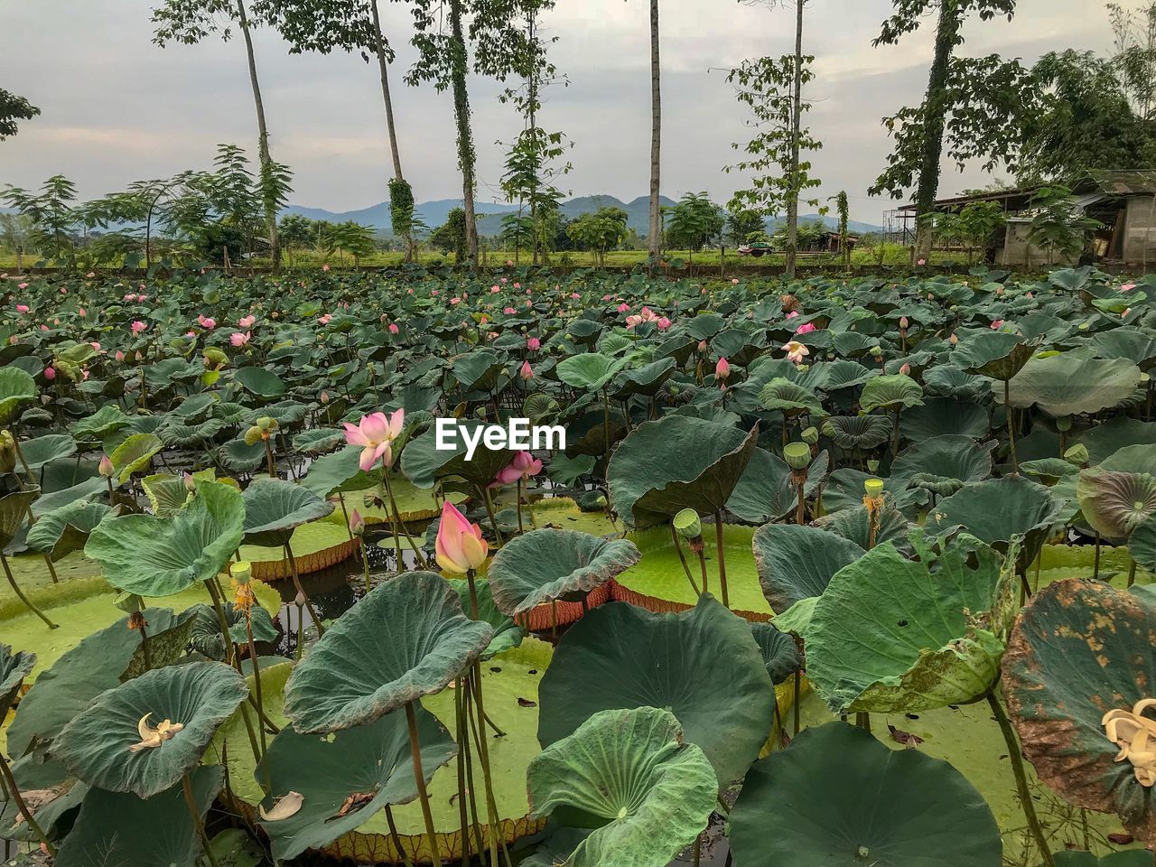 Close-up of lotus water lily in lake