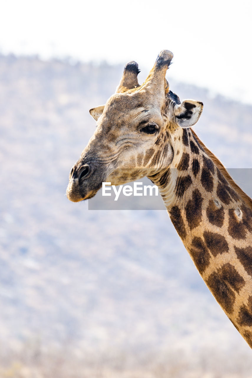 Close-up of giraffe against sky