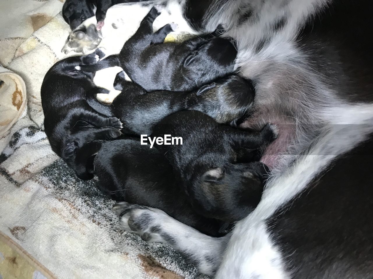 HIGH ANGLE VIEW OF PUPPY SLEEPING ON BED