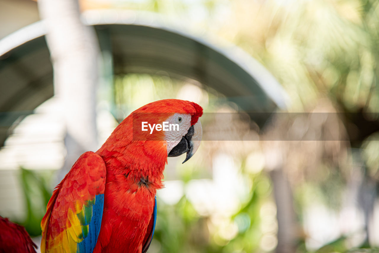 Close-up of parrot perching on tree branch