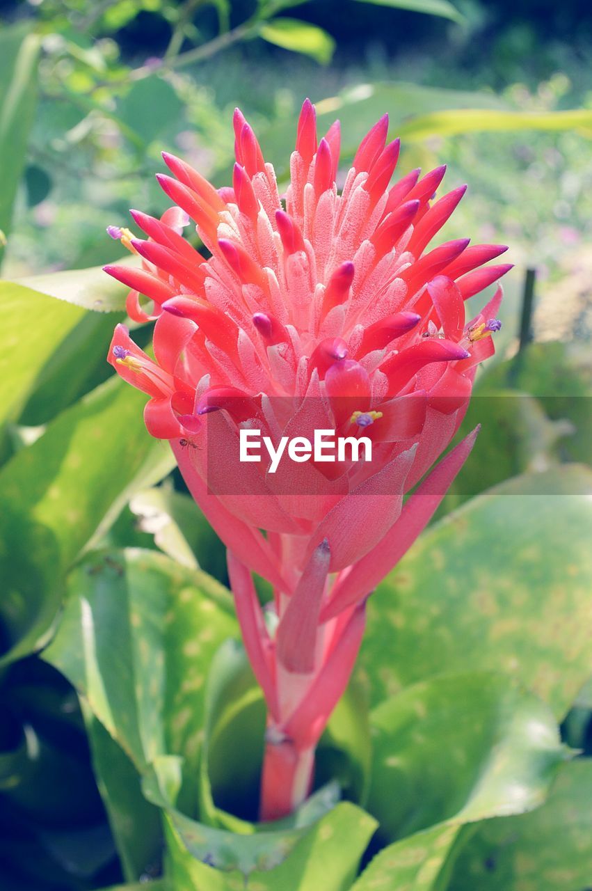 CLOSE-UP OF RED FLOWER BLOOMING